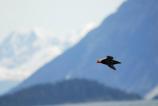 Tufted Puffin