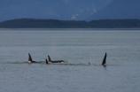 A Pod of Orca