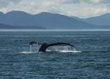 Before a longer, deeper dive, Humpback whales will show their 16 foot (4.8 m) wide tail.