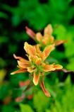 Paintbrush blooming in Glacier Bay