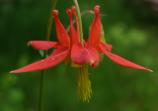 Columbine