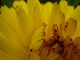 Blooming flower
