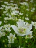 Grass of Parnassus