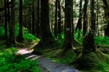 Bartlett Cove forest