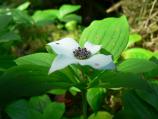 Drawf dogwood or bunchberry carpets forest floor
