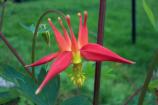 Columbine