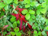 Strawberry leaves