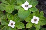 Bunchberry flowers