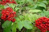 Elderberries