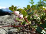 Blueberry in bloom