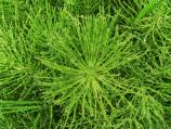 Horsetail in the rain