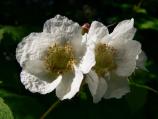 Thimbleberry flowers