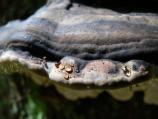 Shelf fungus growing on spruce tree