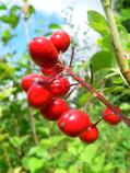 Red baneberry berries