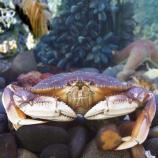 Crab