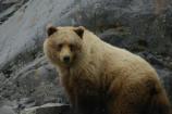 Brown bear in Johns Hopkins Inlet