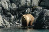 Brown bear at water