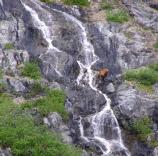 Brown bear in waterfall