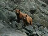 Brown bears