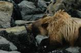 Brown bear eating mussels