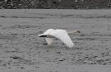 Swan