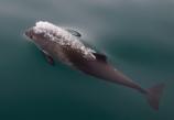 Harbor porpoise