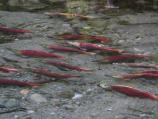 Salmon