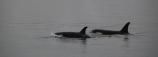 Killer Whales