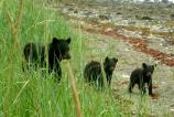 Black Bears in Bartlett Cove