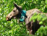 Radio collared moose