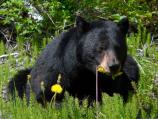 Black bear feasting on dandelions