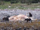 Feeding upon the carcass