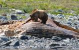 Bear on top of whale