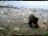 Dragging the carcass