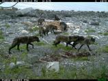 Wolves visit the carcass