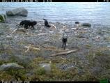 wolfpack visiting the whale carcass