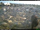 Large brown bear at the carcass