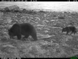Wolves and bears shared the carcass