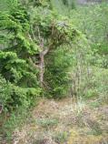 Rub Tree