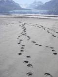 Bear tracks