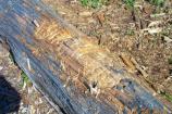 Chew Log
