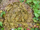 Bear Scat