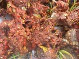 Bear Scat