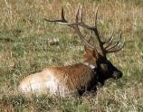 A bull elk rests during the day in Cataloochee Valley.