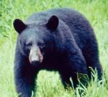 Black Bear