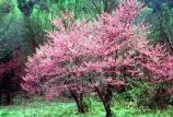 Spring - Redbuds in Bloom