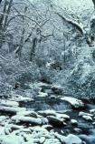 Winter - Snowy Stream
