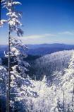 Winter - Hoar Frost Coated Trees