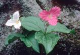 Spring - Trillium Grandiflorum