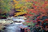 Autumn - Cataloochee Creek